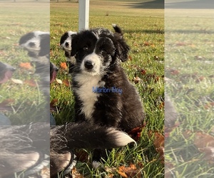 Aussiedoodle Miniature  Dog for Adoption in EMMETT, Michigan USA
