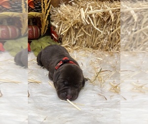 Labrador Retriever Puppy for sale in NEOLA, WV, USA