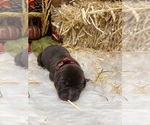 Image preview for Ad Listing. Nickname: Lab puppies