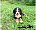 Puppy Pink Girl Bernese Mountain Dog
