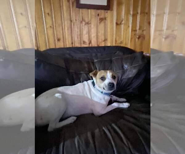 Medium Photo #2 Beagle-Unknown Mix Puppy For Sale in Minneapolis, MN, USA