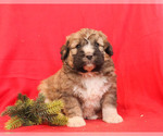 Small Photo #1 Bernedoodle Puppy For Sale in MILLERSBURG, PA, USA