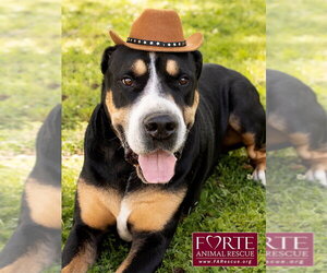 Milton - Male Greater Swiss Mountain Dog Dog for Adoption - Photo #8