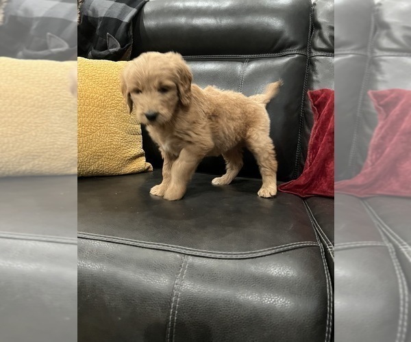 Medium Photo #8 Goldendoodle Puppy For Sale in CEDAR HILL, TX, USA
