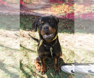 Ash - Male Rottweiler Dog for Adoption - Photo #6