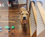 Small Photo #10 American Pit Bull Terrier-Bulldog Mix Puppy For Sale in Dallas, TX, USA