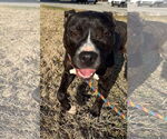 Small #8 American Pit Bull Terrier Mix