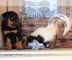 Small Photo #4 Rottweiler Puppy For Sale in BARGERSVILLE, IN, USA