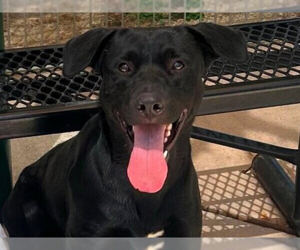 Medium Photo #1 Labrador Retriever-Unknown Mix Puppy For Sale in Martinez, CA, USA