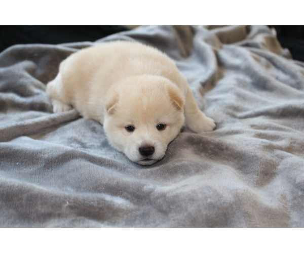 Medium Photo #13 Shiba Inu Puppy For Sale in VIRGINIA BCH, VA, USA