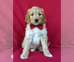 Goldendoodle Puppy for sale in QUARRYVILLE, PA, USA
