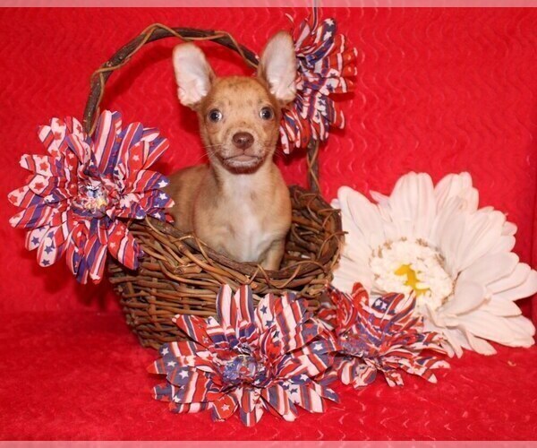 Medium Photo #12 Chihuahua Puppy For Sale in CHARLESTON, AR, USA