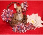 Small Photo #12 Chihuahua Puppy For Sale in CHARLESTON, AR, USA