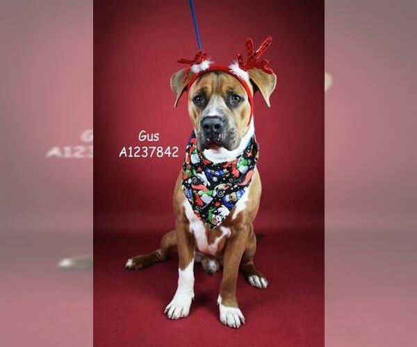 Medium Photo #1 Mutt Puppy For Sale in Bakersfield, CA, USA