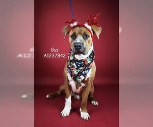 Mutt Dogs for adoption in Bakersfield, CA, USA