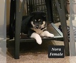 Image preview for Ad Listing. Nickname: Nora