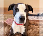 Small #12 American Bulldog-Labrador Retriever Mix
