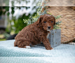 Small Photo #16 Poodle (Miniature) Puppy For Sale in WOLCOTTVILLE, IN, USA