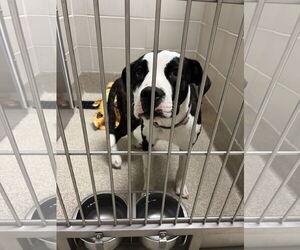 Mutt Dogs for adoption in Virginia Beach, VA, USA