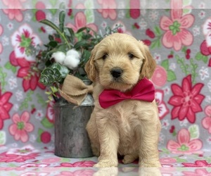 Goldendoodle (Miniature) Puppy for sale in LANCASTER, PA, USA