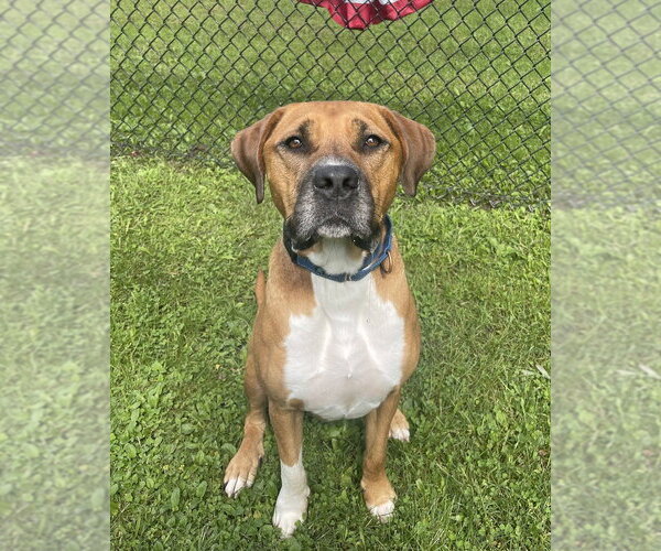 Medium Photo #6 American Pit Bull Terrier-Labrador Retriever Mix Puppy For Sale in Brewster, NY, USA