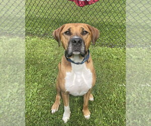 Roman - Male American Pit Bull Terrier-Labrador Retriever Mix Dog for Adoption - Photo #6