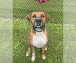 Small #5 American Pit Bull Terrier-Labrador Retriever Mix