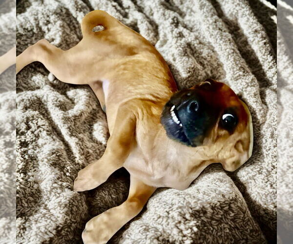 Medium Photo #3 Labrador Retriever-Unknown Mix Puppy For Sale in San Diego, CA, USA