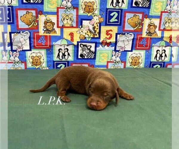 Medium Photo #1 Dachshund Puppy For Sale in WINNSBORO, LA, USA