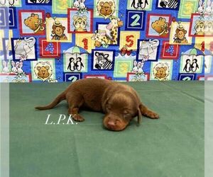 Dachshund Puppy for sale in WINNSBORO, LA, USA