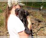 Small Photo #67 Great Dane Puppy For Sale in SPRAGGS, PA, USA