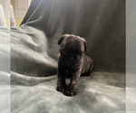 Small Photo #4 Pug Puppy For Sale in CLINTON, MI, USA