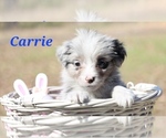 Puppy Carrie Miniature Australian Shepherd