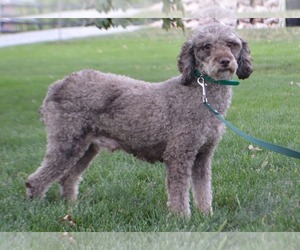 Mother of the Cavapoo puppies born on 07/15/2025