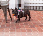 Small #15 French Bulldog