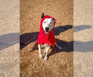 Oliver - Male Labrador Retriever-Unknown Mix Dog for Adoption - Photo #2