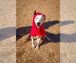 Small Photo #2 Labrador Retriever-Unknown Mix Puppy For Sale in San Diego, CA, USA