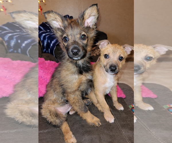 Medium Photo #5 Mutt Puppy For Sale in Laramie, WY, USA