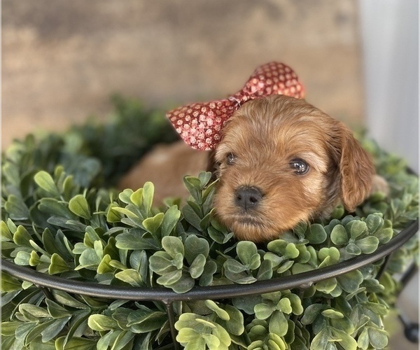 Medium Photo #2 Cavapoo Puppy For Sale in COAL CITY, IN, USA