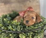 Small Photo #2 Cavapoo Puppy For Sale in COAL CITY, IN, USA