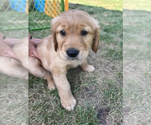Golden Retriever Puppy for sale in CHIPPEWA FALLS, WI, USA