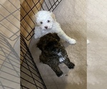 Small Photo #12 Poodle (Miniature) Puppy For Sale in GLOUCESTER, VA, USA