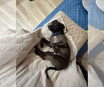 Small #6 American Pit Bull Terrier-Staffordshire Bull Terrier Mix