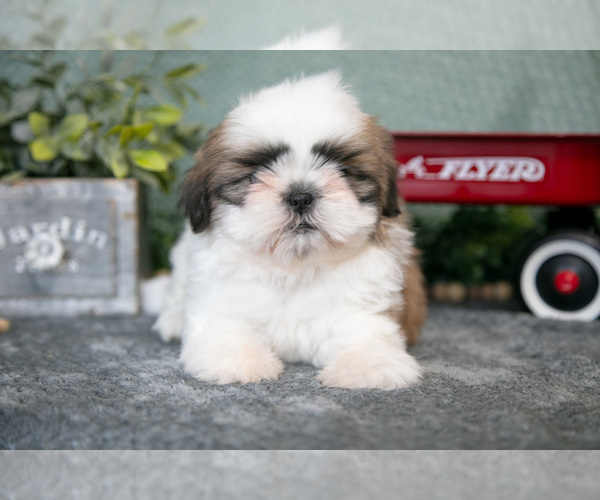 Medium Photo #3 Shih Tzu Puppy For Sale in CLARE, MI, USA