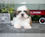 Small #2 Shih Tzu