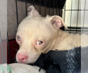 Mutt Dogs for adoption in Brooklyn, NY, USA