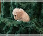 Small #2 Poovanese