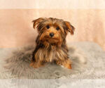 Small Photo #11 Yorkshire Terrier Puppy For Sale in NAPPANEE, IN, USA