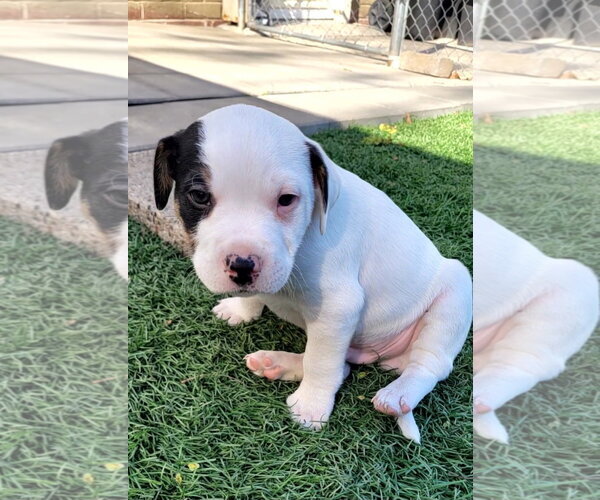 Medium Photo #4 Mutt Puppy For Sale in Des Moines, IA, USA