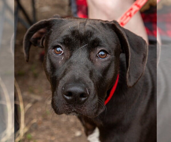 Medium Photo #15 Labrador Retriever-Unknown Mix Puppy For Sale in Canton, CT, USA